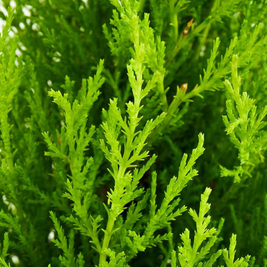 Cypress, Lemon