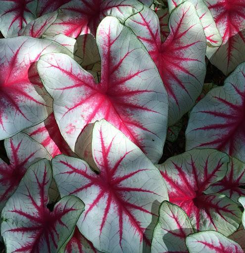 Caladium, Variety