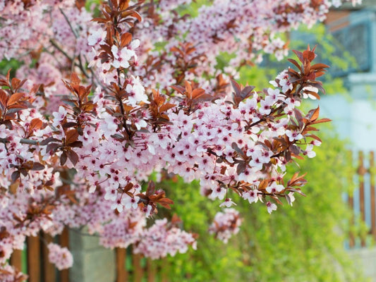 Plum, Purple Leaf
