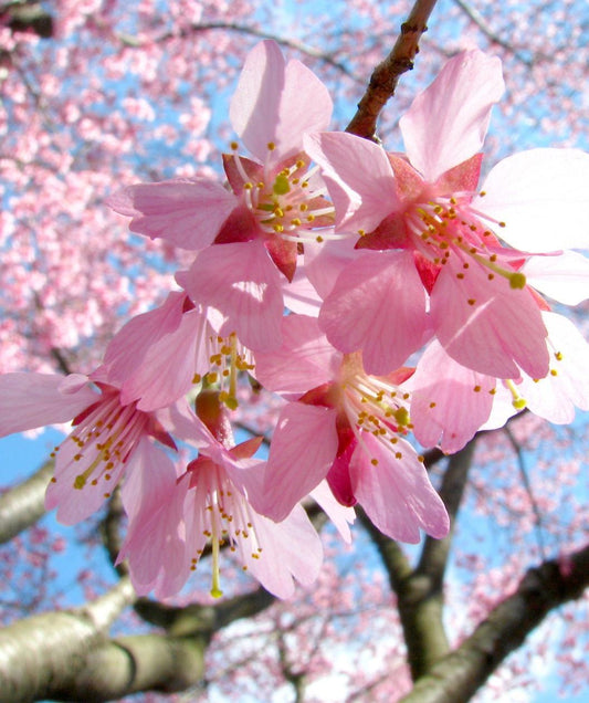 Cherry, Okame