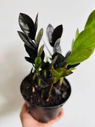 Zamioculcas Zamiifolia, "ZZ Plant" Raven