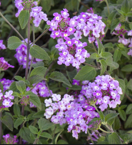 Lantana, Trailing