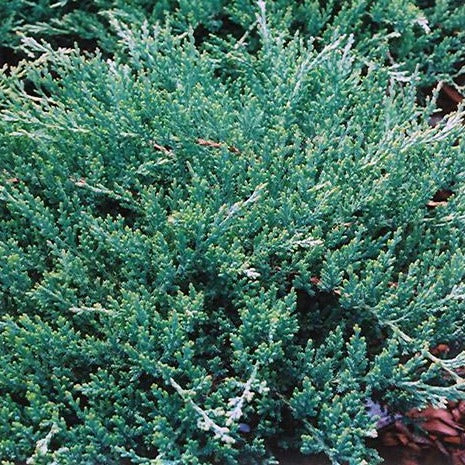 Juniper, Blue Sargent