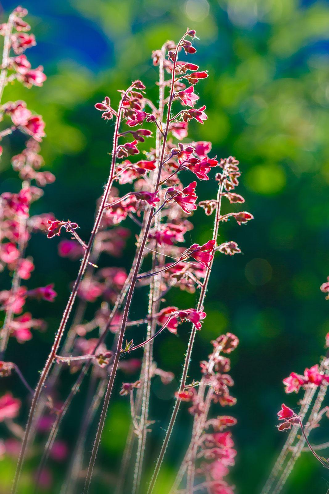 Heuchera, Coral Bells