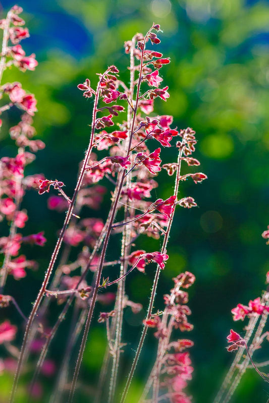 Heuchera, Coral Bells