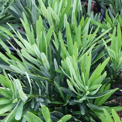 Podocarpus, Pringles Dwarf