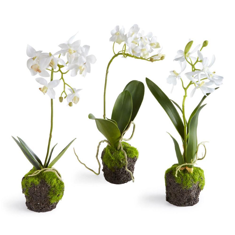 Drop-In, Dendrobium