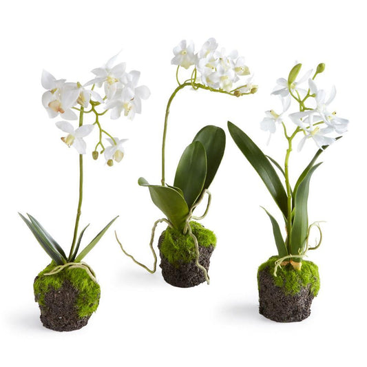 Drop-In, Dendrobium
