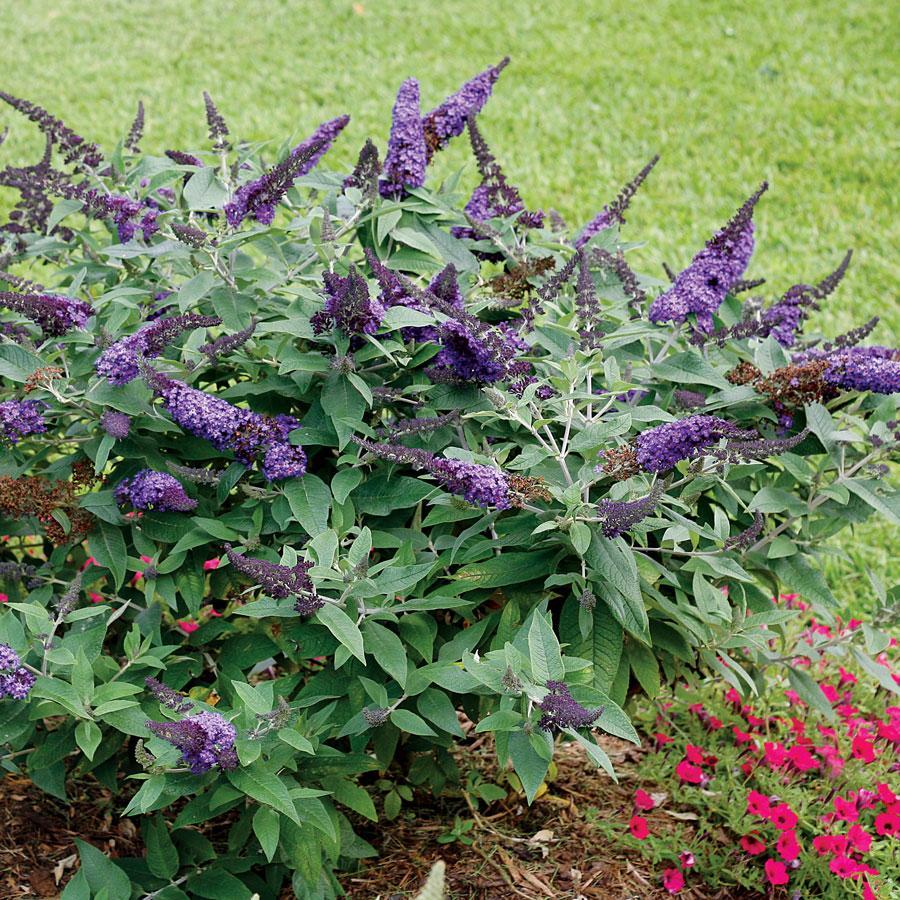 Butterfly Bush, DWF Chrysalis Blue