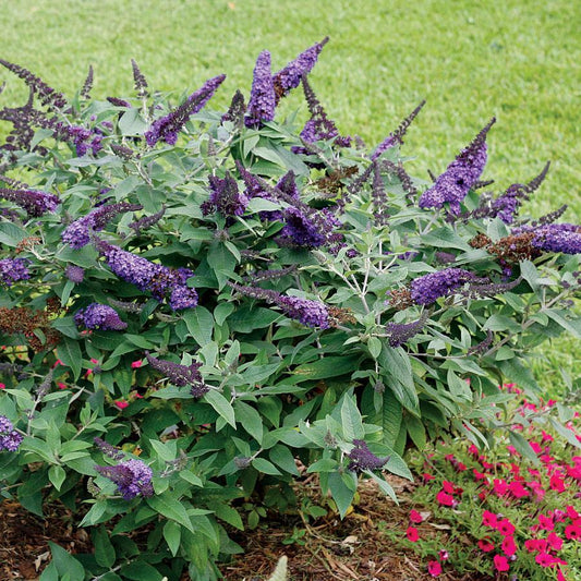 Butterfly Bush, DWF Chrysalis Blue