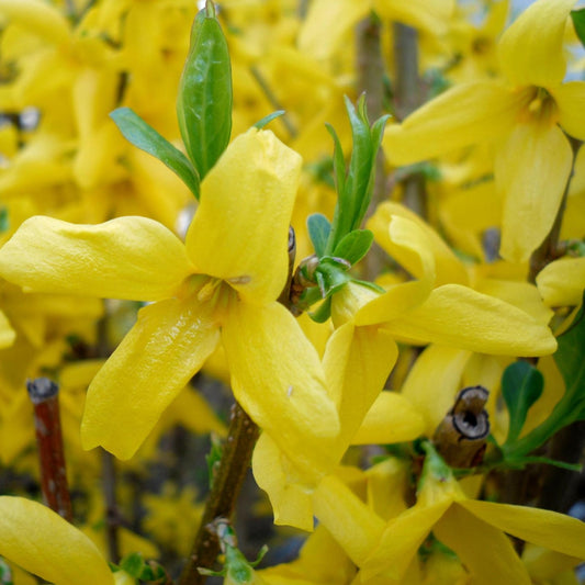 Forsythia