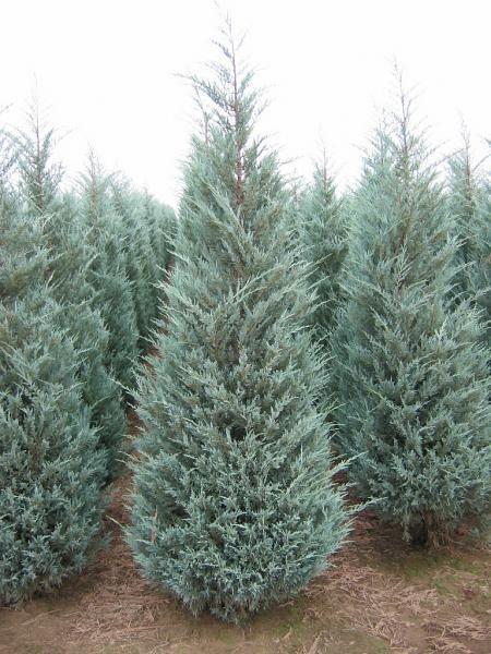 Juniper, Moonglow