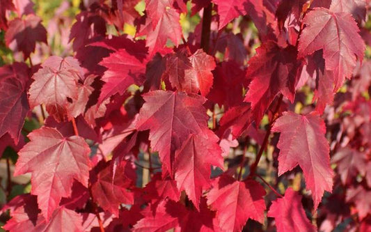 Maple, Red Brandywine