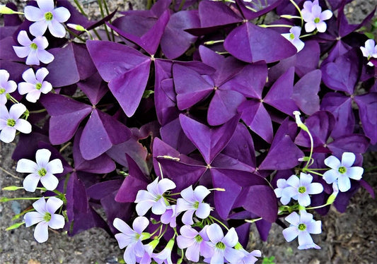 Oxalis, Variety