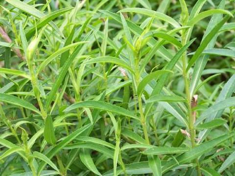 Herb, Tarragon