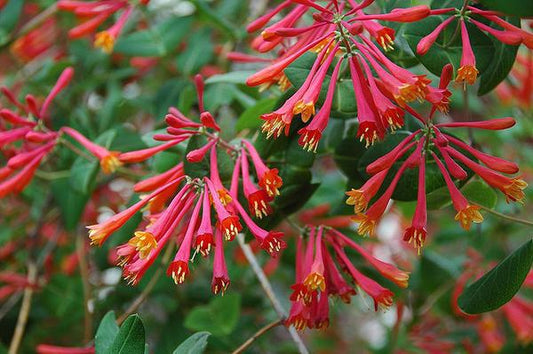 Honeysuckle, Coral