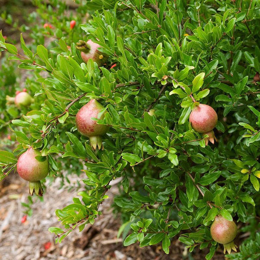 Pomegranate, Dwarf