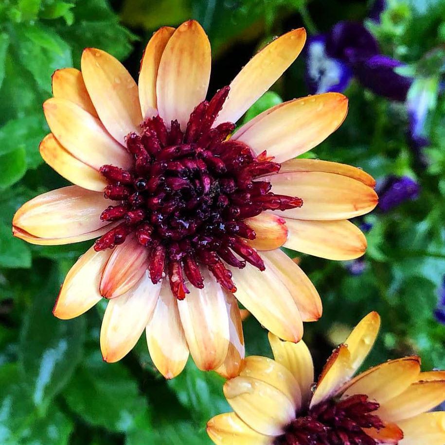 African Daisy, Variety