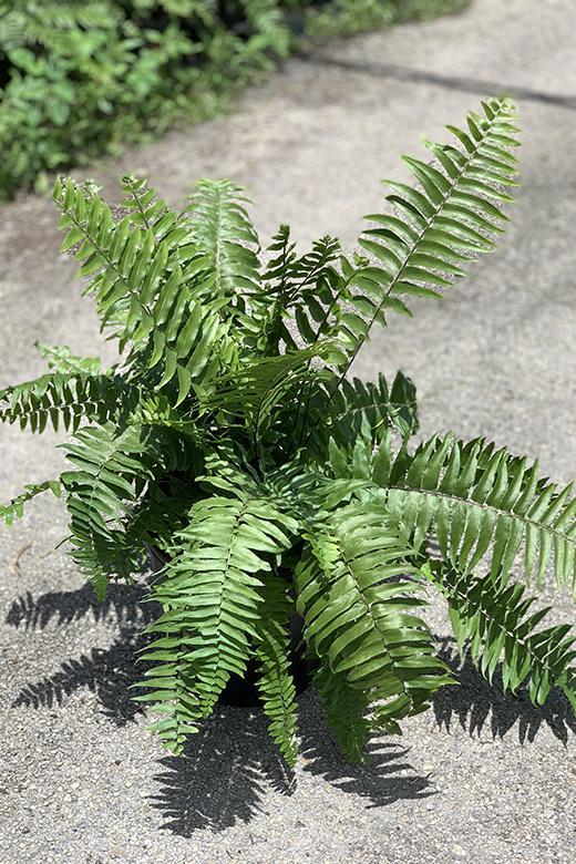 Fern, Macho
