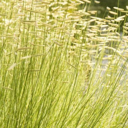 Grass, Grama Blue