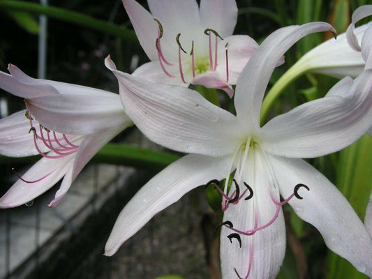 Crinum Lily