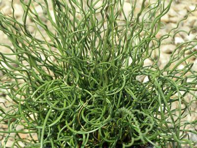 Grass, Twist/Corkscrew
