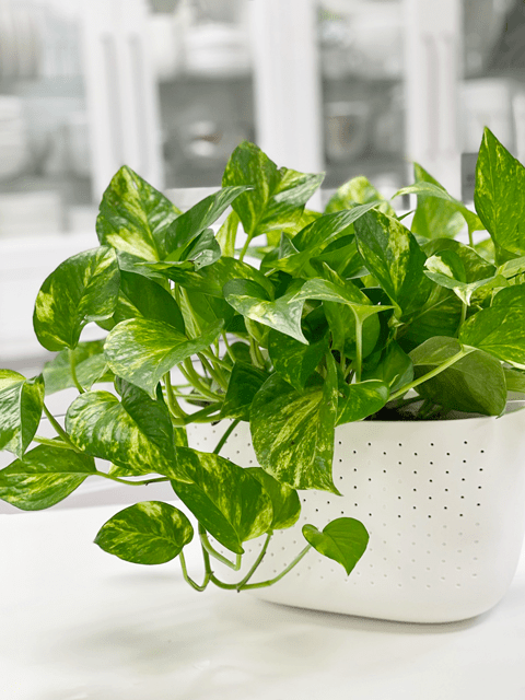Pothos, Golden