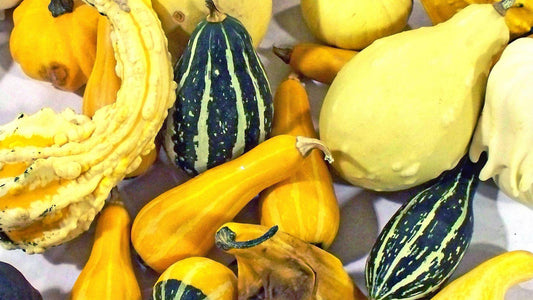 Squash, Variety