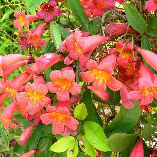 Crossvine