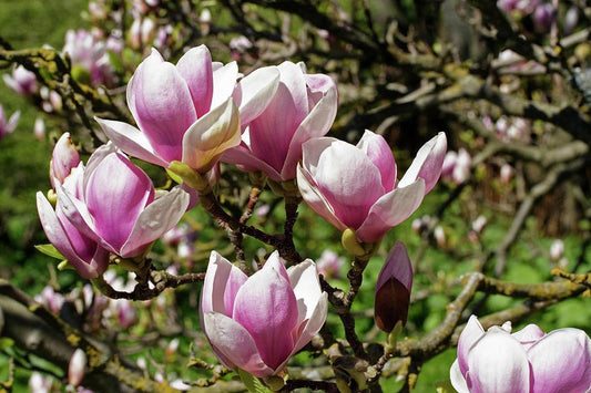 Magnolia, Saucer