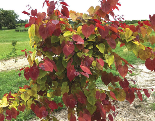 Red Bud, Flame Thrower