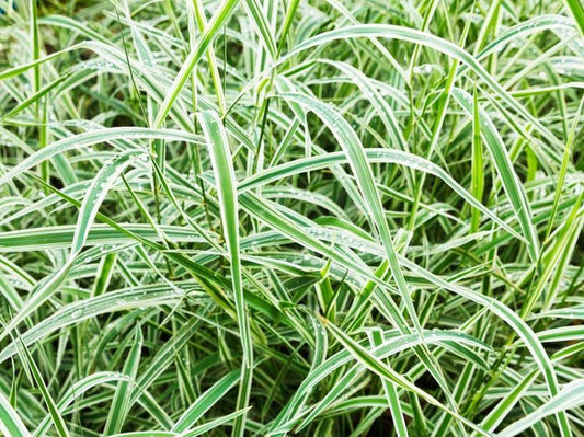 Grass, Carex