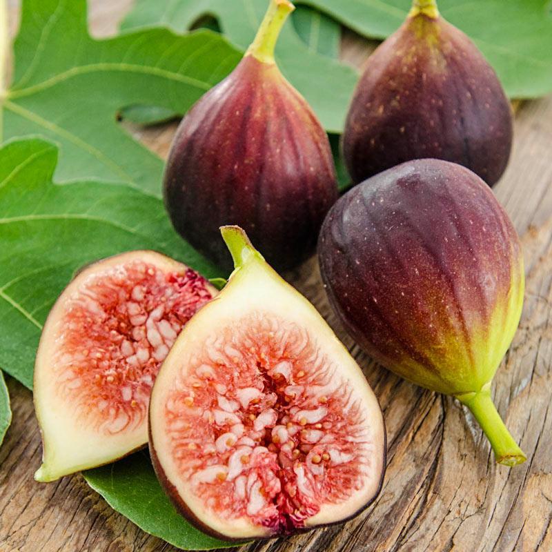 Fig, Fruit Tree
