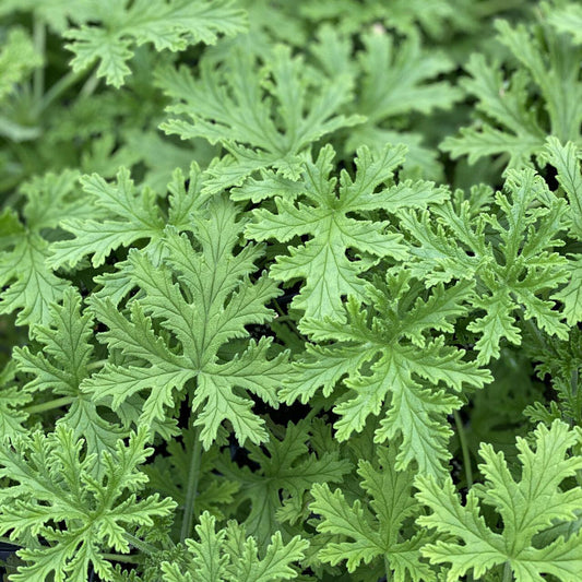 Herb, Citronella
