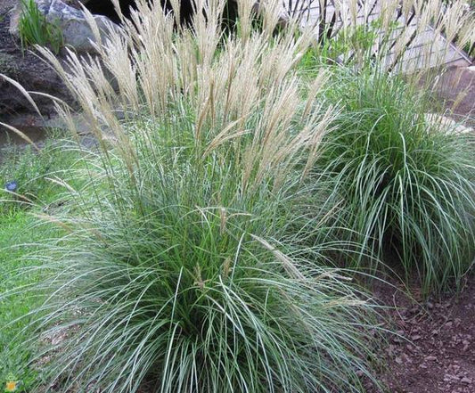 Grass, Adagio