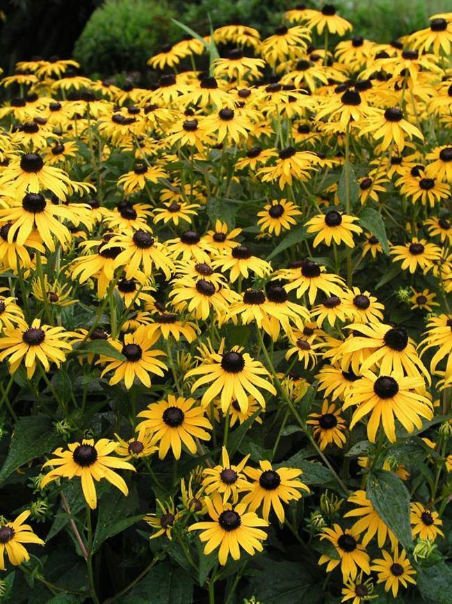Black Eyed Susan, Rudbeckia