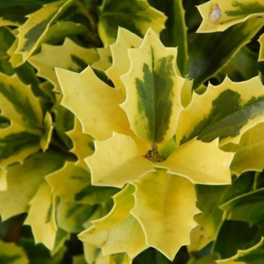 Holly,  Golden Oakland
