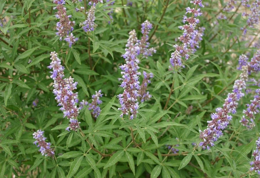 Vitex, Variety