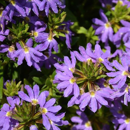 Scaevola, Variety
