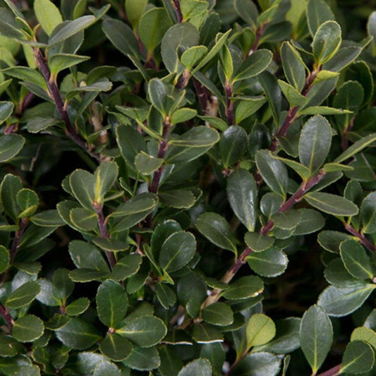 Holly, Compacta