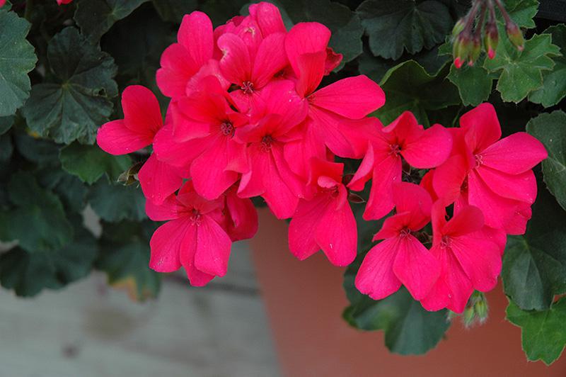 Geranium, Variety