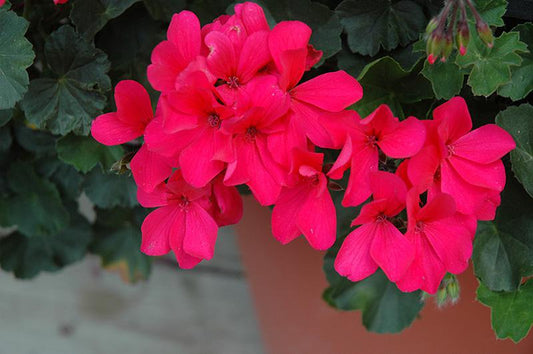Geranium, Variety