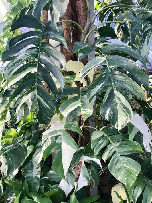 Pothos, Variegated Albo