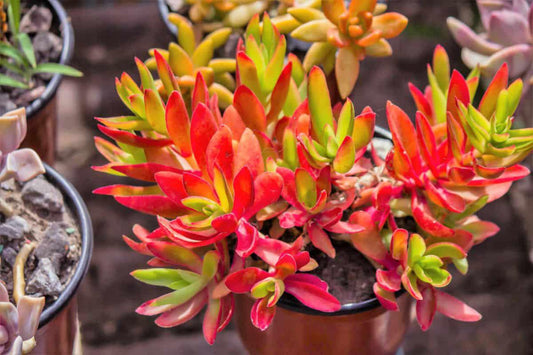Crassula, Campfire