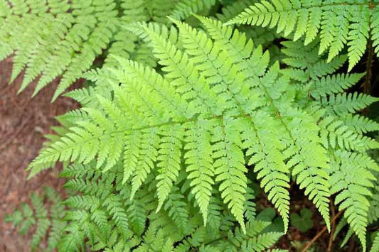 Fern, Wood (Southern River)