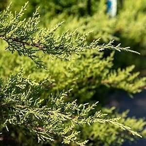 Juniper, Nick's Compact