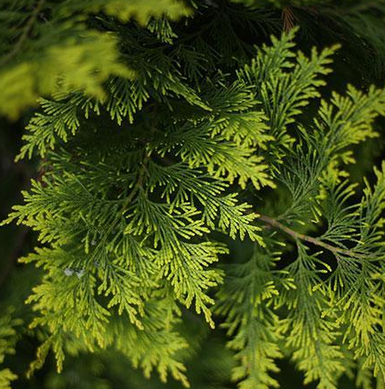 Cedar, Brodie Red