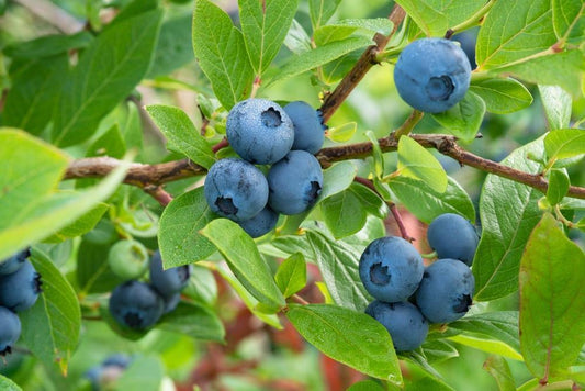 Bush, Blueberry