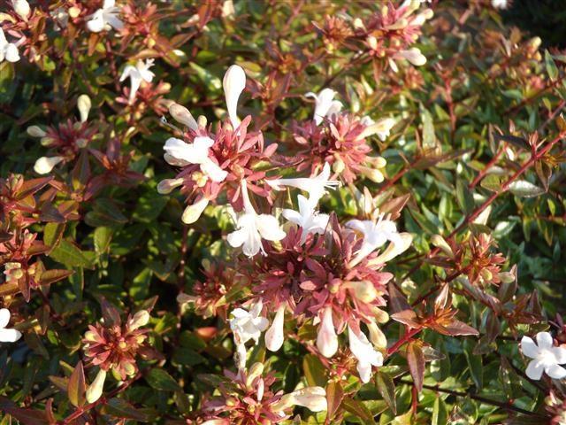 Abelia, Sherwood