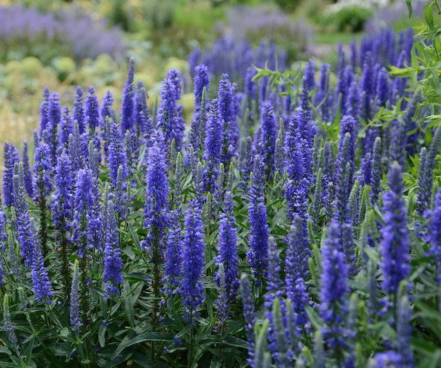 Veronica, Variety